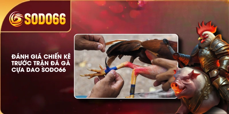 Đánh giá chiến kê trước trận đá gà cựa dao SODO66