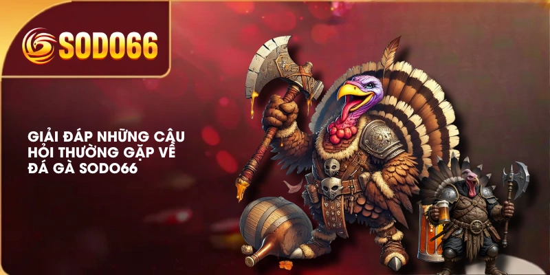 Giải đáp những câu hỏi thường gặp về đá gà SODO66 