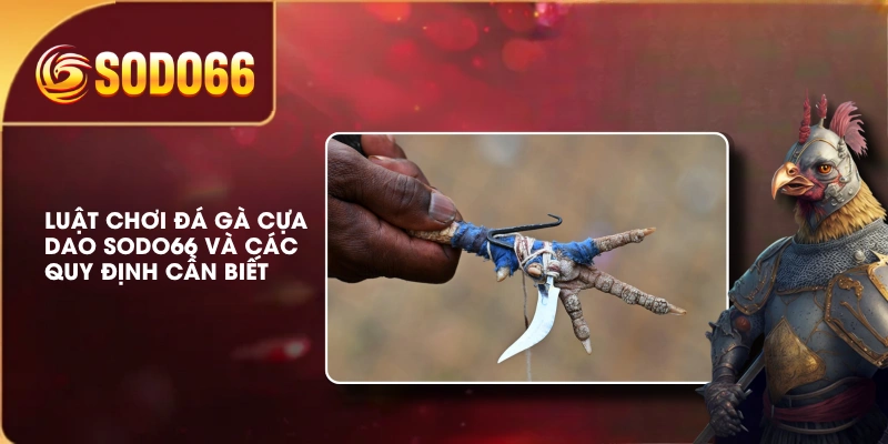 Luật Chơi Đá Gà Cựa Dao SODO66 Và Các Quy Định Cần Biết