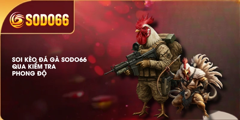 Soi kèo đá gà SODO66 qua kiểm tra phong độ